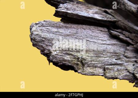 Ein Teil des alten, verwelkten Kiefernzweiges ist isoliert Auf gelbem Hintergrund Stockfoto