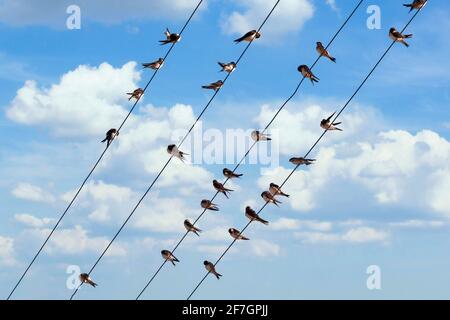 Eine Gruppe von Haus martins lag auf der Stromleitung Kabel Stockfoto