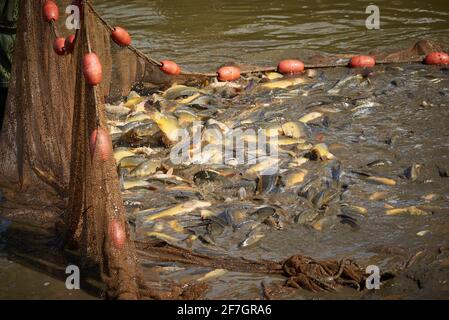 Karpfen fischt im Fischnetz Stockfoto