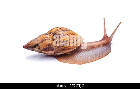 Kriechende lebende Schnecke achatina isoliert auf weißem Hintergrund Stockfoto