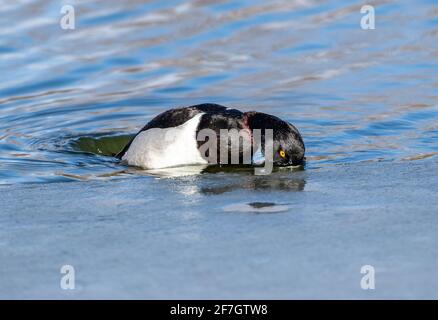Nahaufnahme einer schönen ringhalsigen Ente in der Mitte des Tauchgangs mit seinem rötlichen Halsring sichtbar, an einem sonnigen Wintertag. Stockfoto