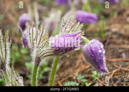Blumen Schneeglöckchen im Morgenwald, Nahaufnahme. Geringe Schärfentiefe Stockfoto