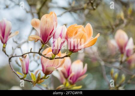 Rosafarbene und weiße Magnolienblüten wurden braun, als sie durch unsaisonale Frostschäden im späten Frühjahr in Surrey, Südostengland, verbrannt wurden Stockfoto