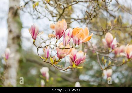 Rosafarbene und weiße Magnolienblüten wurden braun, als sie durch unsaisonale Frostschäden im späten Frühjahr in Surrey, Südostengland, verbrannt wurden Stockfoto