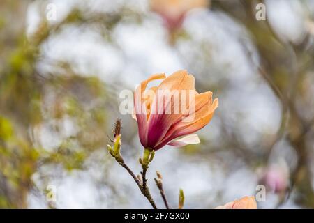 Rosafarbene und weiße Magnolienblüten wurden braun, als sie durch unsaisonale Frostschäden im späten Frühjahr in Surrey, Südostengland, verbrannt wurden Stockfoto