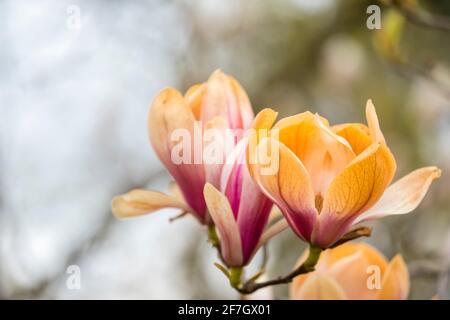 Rosafarbene und weiße Magnolienblüten wurden braun, als sie durch unsaisonale Frostschäden im späten Frühjahr in Surrey, Südostengland, verbrannt wurden Stockfoto