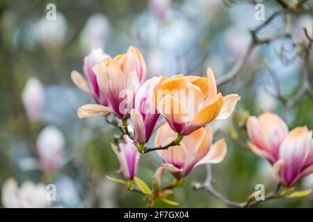 Rosafarbene und weiße Magnolienblüten wurden braun, als sie durch unsaisonale Frostschäden im späten Frühjahr in Surrey, Südostengland, verbrannt wurden Stockfoto