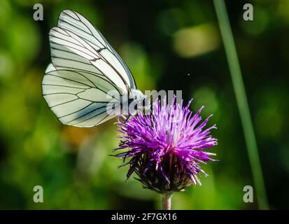 Weißer Schmetterling steht auf einer schönen Blume Stockfoto