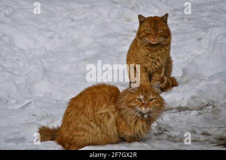 Schöne Katze mit langem Fell und drei Farben Stockfoto