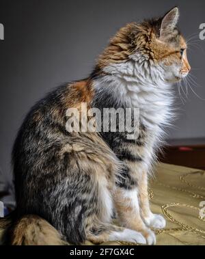 Schöne Katze mit langem Fell und drei Farben Stockfoto