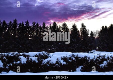 Dramatischer rosa und violetter Sonnenuntergang im Winter in London-Middlesex, Ontario, Kanada, mit einer großen Fichte und einer silhouettierten Baumgrenze, 2021. Stockfoto