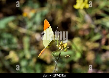 Marokkanische Orange-Spitze (Anthocharis belia) Erwachsenes Weibchen mit ausgestreckten Flügeln auf einer Blume Stockfoto