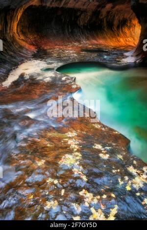 Reflektierendes Licht beleuchtet die Labyrinth-Schlitzschluchtwände der Subway mit ihren smaragdgrünen Pools im Zion National Park. Stockfoto