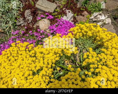 Steinkraut, Aurinia saxatilis Stockfoto