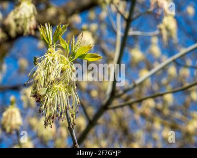 Eschenahorn (Acer Negundo) blüht Stockfoto