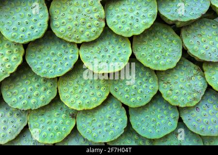 Ein Lotussamen oder eine Lotusnuss ist der Samen von Pflanzen der Gattung Nelumbo, insbesondere der Art Nelumbo nucifera. Die Samen werden in der asiatischen Küche A verwendet Stockfoto