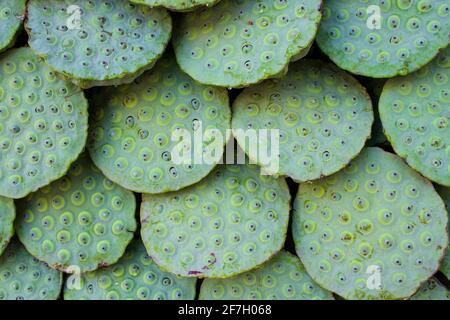 Ein Lotussamen oder eine Lotusnuss ist der Samen von Pflanzen der Gattung Nelumbo, insbesondere der Art Nelumbo nucifera. Die Samen werden in der asiatischen Küche A verwendet Stockfoto