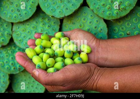 Ein Lotussamen oder eine Lotusnuss ist der Samen von Pflanzen der Gattung Nelumbo, insbesondere der Art Nelumbo nucifera. Die Samen werden in der asiatischen Küche A verwendet Stockfoto