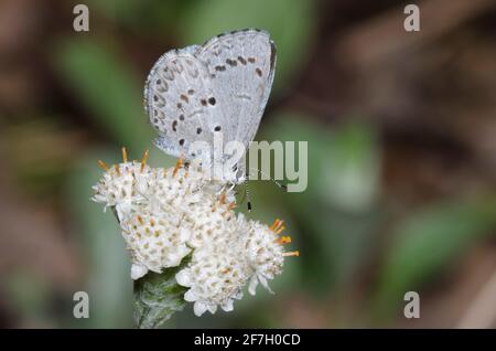 Summer Azure, Celastrina neglecta, weibliche Nektarierung von Parlin's Pussytoes, Antennaria parlinii Stockfoto