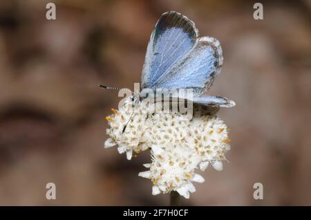 Summer Azure, Celastrina neglecta, weibliche Nektarierung von Parlin's Pussytoes, Antennaria parlinii Stockfoto