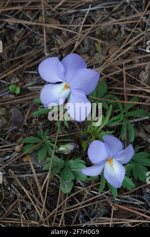 Veilchen-Fuß-Violett, Viola pedata Stockfoto