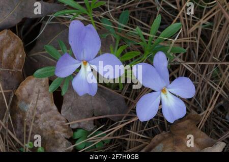 Veilchen-Fuß-Violett, Viola pedata Stockfoto