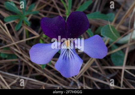 Veilchen-Fuß-Violett, Viola pedata Stockfoto
