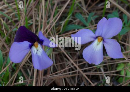 Veilchen-Fuß-Violett, Viola pedata Stockfoto