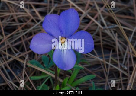 Veilchen-Fuß-Violett, Viola pedata Stockfoto