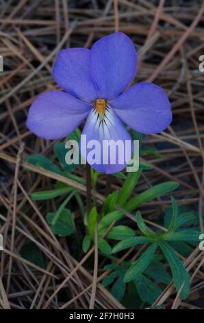 Veilchen-Fuß-Violett, Viola pedata Stockfoto