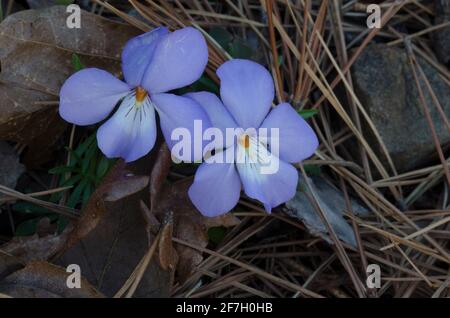 Veilchen-Fuß-Violett, Viola pedata Stockfoto