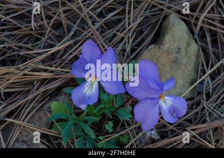 Veilchen-Fuß-Violett, Viola pedata Stockfoto
