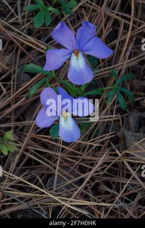 Veilchen-Fuß-Violett, Viola pedata Stockfoto