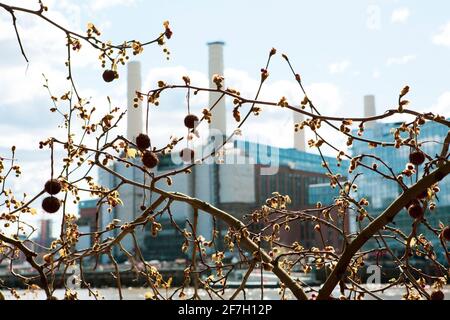 Battersea Power Station durch Plane Tree Zweige gesehen Stockfoto