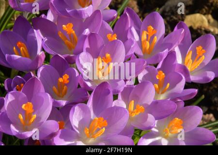 Nahaufnahme der purpurnen Krokusblüten im Frühling. Somerset.UK Stockfoto