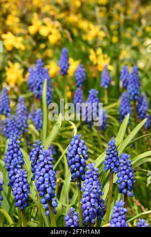 Gewöhnliche Traubenhyazinthen 'Muscari botryoides / Hyacinthus botryoides L.' in einem Frühlingsrand aus gelben Blüten. Somerset.UK Stockfoto