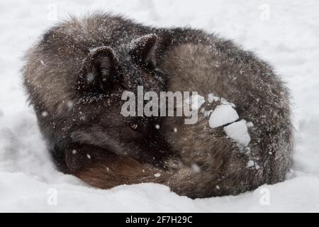 USA, Wyoming, Yellowstone National Park. Grauer Wolf (Canis Lupus) rollte sich im Schnee zusammen. Stockfoto