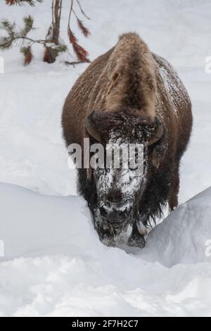 USA, Wyoming, Yellowstone National Park. Einzelbison im Tiefschnee (WILD: Bison) Stockfoto