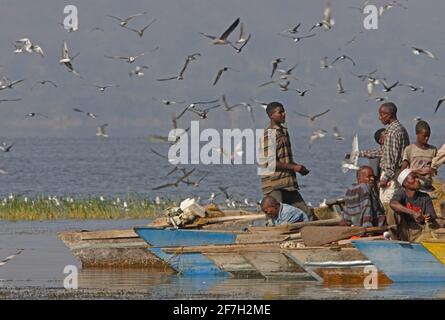 Graukopfmöwen (Larus cirrocephalus) und Weißflügelseeschwalben (Chlidonias leucopterus), die vom Fischer Lake Awassa, Äthiopien, gejagt werden April Stockfoto