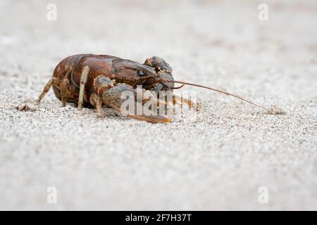 Ein viriler Krebse (Faxonius virilis), auch bekannt als nördlicher Krebse, am Rouge Beach in Scarborough, Ontario. Stockfoto