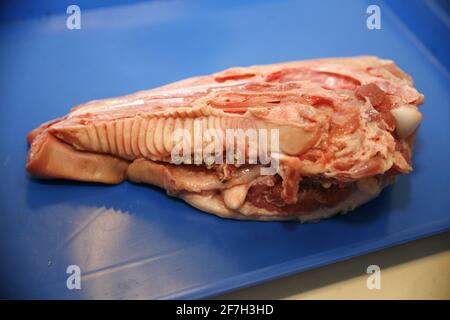 Nahaufnahme des Kiefers eines Hausschweins zum Lernen der apikalen Chirurgie. Prozess der Ausbildung in der Zahnmedizin.Schweinebiefer für die medizinische Ausbildung in der Zahnmedizin liegt Stockfoto