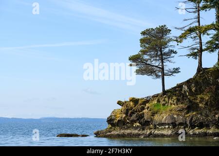Blick auf den Horizont vom Larrabee State Park im Westen von Washington mit Bäume am Spieß und Blick auf den Horizont Stockfoto