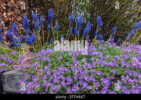 Im Frühjahr (April) erscheint in einem Garten in Großbritannien ein Hochblütenbeet mit violetten Aubretia, die nach vorne und blauen Spitzen von Traubenhyazinthe nach hinten umfallen. Stockfoto