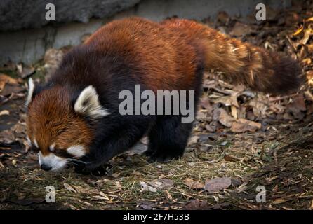 Red Panda Calgary Zoo Stockfoto
