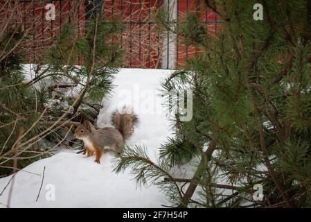 Im Frühjahr läuft im Park ein Eichhörnchen durch den Schnee. Stockfoto