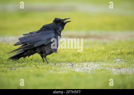 Krähe, auf dem gefrorenen Gras, quackend, aus nächster Nähe, im Winter in Schottland Stockfoto