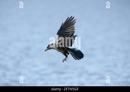 Krähen fliegen, aus nächster Nähe, über dem Meer, im Winter in Schottland Stockfoto