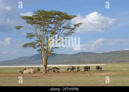 Weiße Rhinozeros und Kapbüffel ruhen mitten am Tag unter Akazienbäumen, dem Lake Nakuru NP, Kenia November Stockfoto