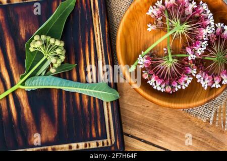 Asclepias, Milchkräuter, Koma, Asclepias syriaca, gemeinhin als gemeine Milchkrautpflanze, Seidenkraut und Virginia-Seidenkraut in hölzernen Umweltplatte auf dem Tisch. Stockfoto