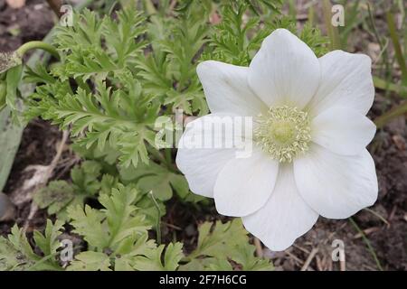 Anemone coronaria ‘Harmony White’ Weiße Mohn-Anemone ‘The Bride’ – weiße halbdoppelte Blume mit grüner Mitte, April, England, Großbritannien Stockfoto